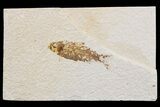 Detailed Fossil Fish (Knightia) - Wyoming #174700-1